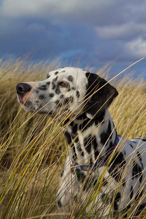 Wiltshire Dog Care And Photography photo